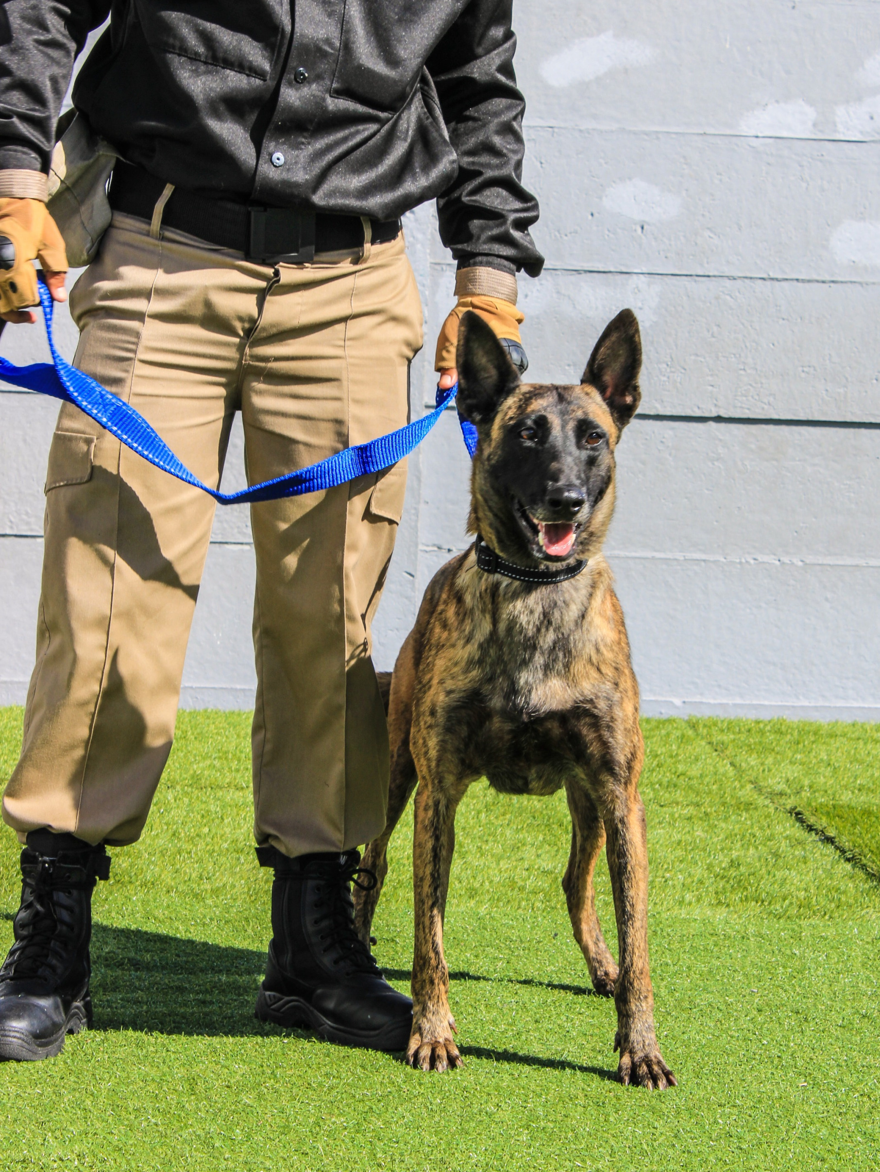 Life Med K9 handler with a trained patrol dog